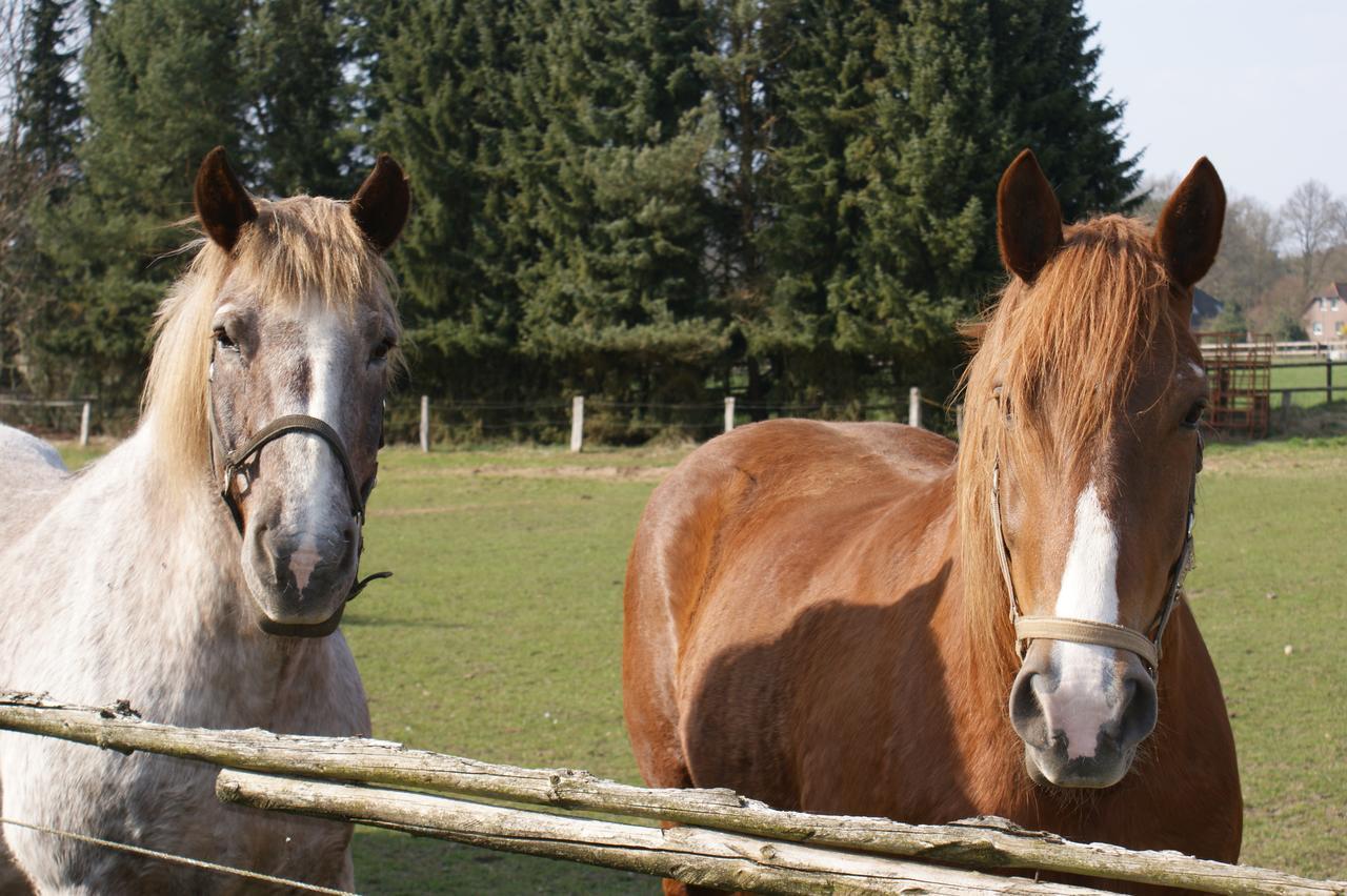 Landgasthaus Zum Naturschutzpark บิสพิงเงน ภายนอก รูปภาพ
