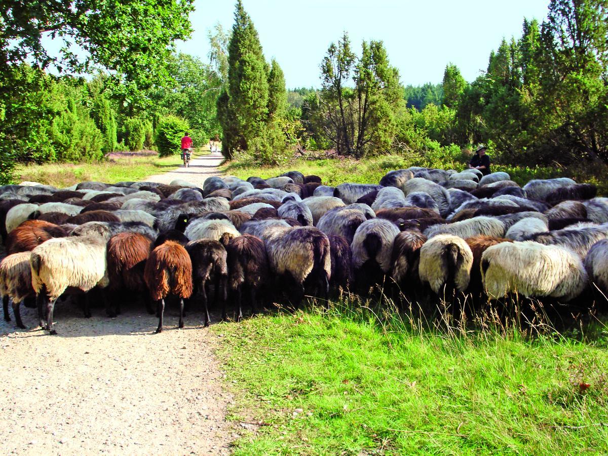 Landgasthaus Zum Naturschutzpark บิสพิงเงน ภายนอก รูปภาพ